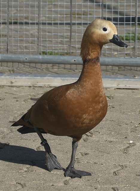 助力
